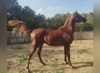Volbloed Arabier, Hengst, 2 Jaar, 150 cm, Vos