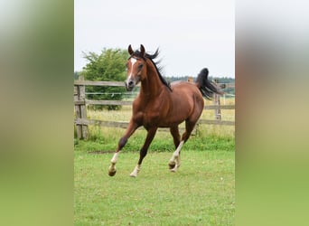 Volbloed Arabier, Hengst, 2 Jaar, 152 cm, Bruin