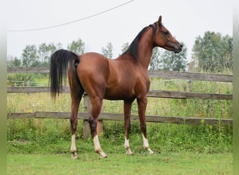 Volbloed Arabier, Hengst, 2 Jaar, 152 cm, Bruin