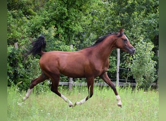 Volbloed Arabier, Hengst, 2 Jaar, 152 cm, Bruin