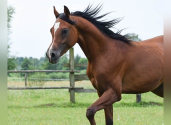 Volbloed Arabier, Hengst, 2 Jaar, 152 cm, Bruin