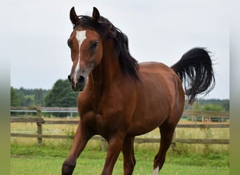 Volbloed Arabier, Hengst, 2 Jaar, 152 cm, Bruin