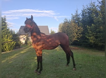 Volbloed Arabier, Hengst, 2 Jaar, 152 cm, Bruin