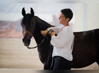 Volbloed Arabier, Hengst, 2 Jaar, 154 cm