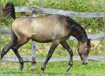 Volbloed Arabier, Hengst, 2 Jaar, 155 cm, Schimmel