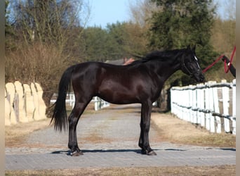 Volbloed Arabier, Hengst, 2 Jaar, 159 cm, Zwart
