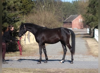 Volbloed Arabier, Hengst, 2 Jaar, 159 cm, Zwart