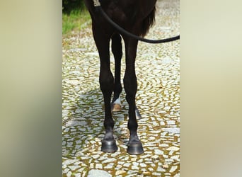 Volbloed Arabier, Hengst, 2 Jaar, 159 cm, Zwart