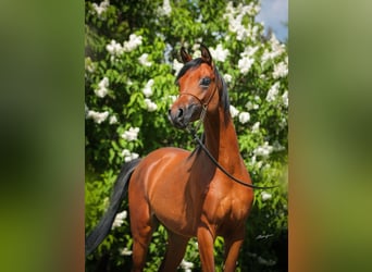 Volbloed Arabier, Hengst, 2 Jaar, Bruin