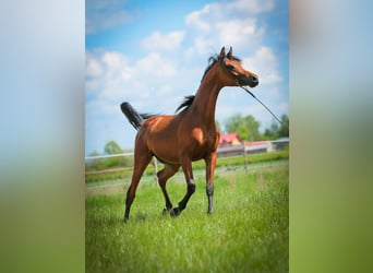 Volbloed Arabier, Hengst, 2 Jaar, Bruin