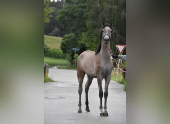 Volbloed Arabier, Hengst, 2 Jaar