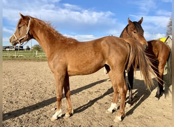 Volbloed Arabier, Hengst, 2 Jaar, Vos