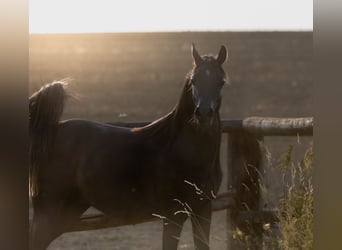 Volbloed Arabier, Hengst, 2 Jaar, Zwart