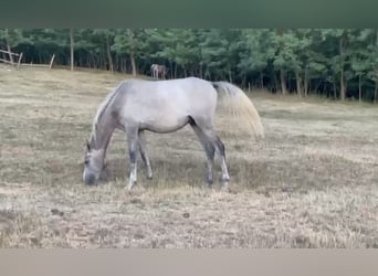 Volbloed Arabier, Hengst, 2 Jaar, Zwartschimmel