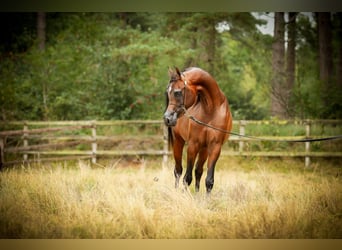 Volbloed Arabier, Hengst, 3 Jaar, 151 cm, Donkerbruin