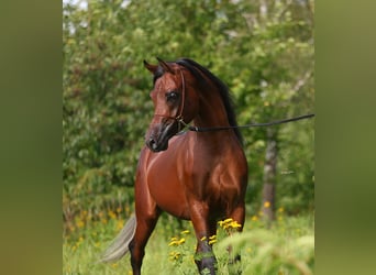 Volbloed Arabier, Hengst, 3 Jaar, 153 cm, Bruin