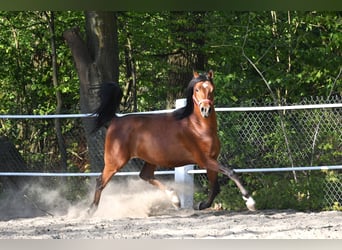 Volbloed Arabier, Hengst, 3 Jaar, 154 cm, Roodbruin