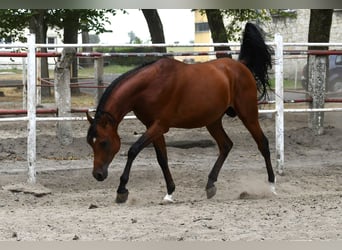 Volbloed Arabier, Hengst, 3 Jaar, 154 cm, Roodbruin