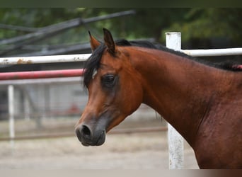 Volbloed Arabier, Hengst, 3 Jaar, 154 cm, Roodbruin