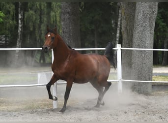 Volbloed Arabier, Hengst, 3 Jaar, 154 cm, Roodbruin