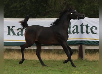 Volbloed Arabier, Hengst, 3 Jaar, 154 cm, Zwartbruin