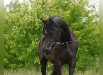 Volbloed Arabier, Hengst, 3 Jaar, 157 cm, Zwart