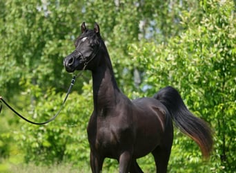 Volbloed Arabier, Hengst, 3 Jaar, 157 cm, Zwart