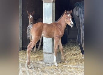 Volbloed Arabier, Hengst, 3 Jaar, Bruin