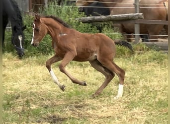 Volbloed Arabier, Hengst, 3 Jaar, Bruin