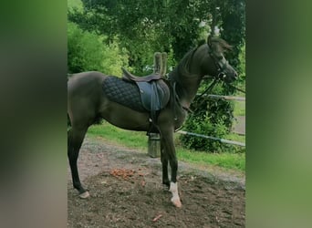 Volbloed Arabier, Hengst, 3 Jaar