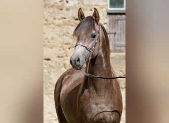 Volbloed Arabier, Hengst, 3 Jaar, kan schimmel zijn