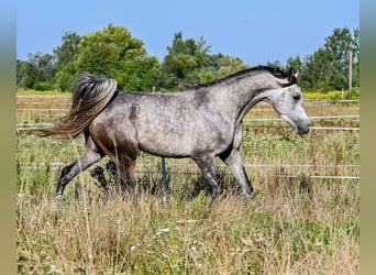 Volbloed Arabier, Hengst, 3 Jaar, Schimmel