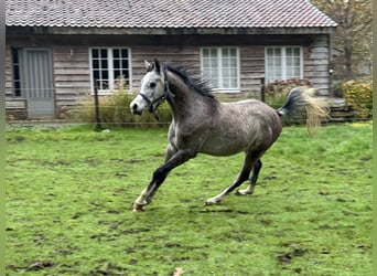 Volbloed Arabier, Hengst, 3 Jaar, Wit