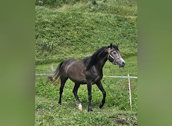 Volbloed Arabier, Hengst, 4 Jaar, 146 cm, Zwartschimmel
