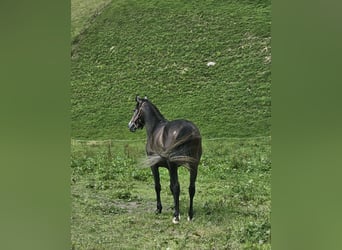 Volbloed Arabier, Hengst, 4 Jaar, 146 cm, Zwartschimmel
