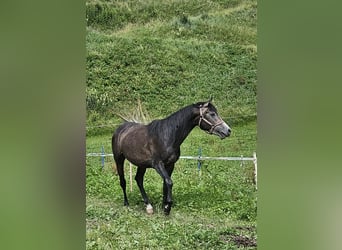 Volbloed Arabier, Hengst, 4 Jaar, 146 cm, Zwartschimmel