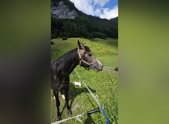 Volbloed Arabier, Hengst, 4 Jaar, 146 cm, Zwartschimmel