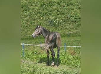 Volbloed Arabier, Hengst, 4 Jaar, 146 cm, Zwartschimmel