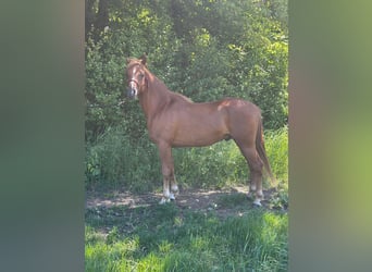 Volbloed Arabier, Hengst, 4 Jaar, 150 cm, Vos