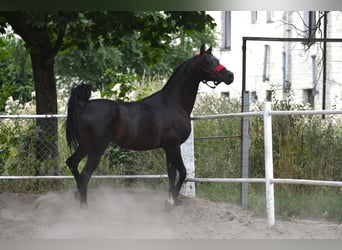 Volbloed Arabier, Hengst, 4 Jaar, 152 cm, Donkerbruin
