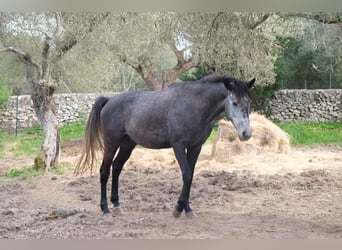 Volbloed Arabier, Hengst, 4 Jaar, 157 cm, Schimmel