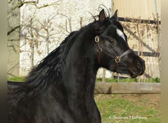 Volbloed Arabier, Hengst, 5 Jaar, 153 cm, Zwart