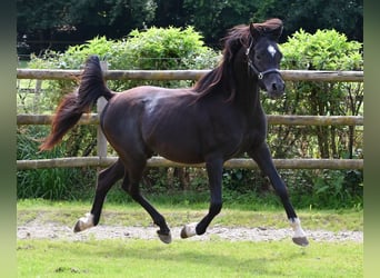 Volbloed Arabier, Hengst, 5 Jaar, 153 cm, Zwart