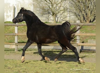 Volbloed Arabier, Hengst, 5 Jaar, 153 cm, Zwart