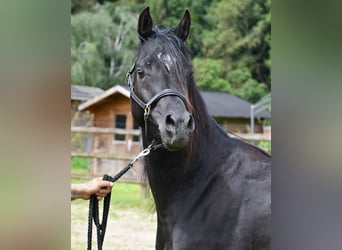 Volbloed Arabier, Hengst, 5 Jaar, 153 cm, Zwart