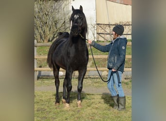Volbloed Arabier, Hengst, 5 Jaar, 153 cm, Zwart