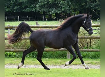 Volbloed Arabier, Hengst, 5 Jaar, 153 cm, Zwart