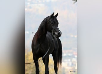 Volbloed Arabier, Hengst, 5 Jaar, 156 cm, Zwart