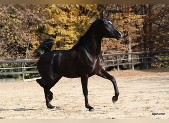 Volbloed Arabier, Hengst, 5 Jaar, 156 cm, Zwart