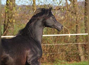 Volbloed Arabier, Hengst, 6 Jaar, 154 cm, Zwart